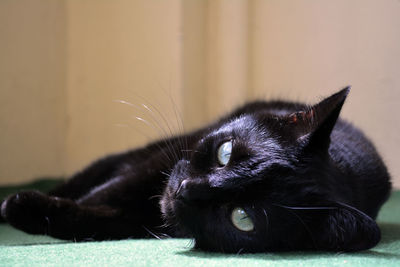 Close-up of cat resting