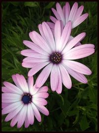 Close-up of pink flower