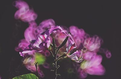 Close-up of purple flowers against black background