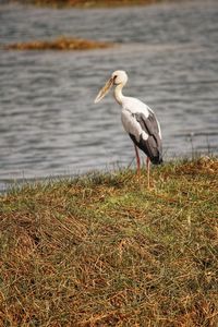 View of bird on beach