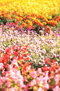 Full frame shot of multi colored flowering plants on field