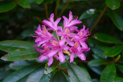 Close-up of raindrops on purple flowering plant