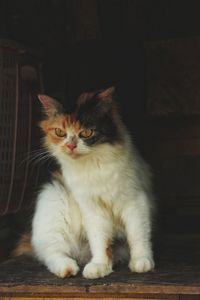 Portrait of cat