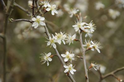 Close-up of white flowering plant