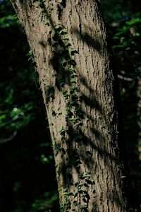 Close-up of tree trunk in forest