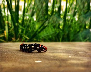 Close-up of ladybug on leaf