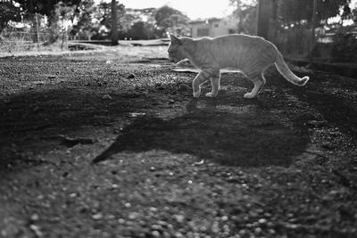 Full length of a cat on field