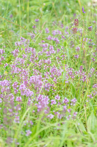 Close-up of flowers growing in field