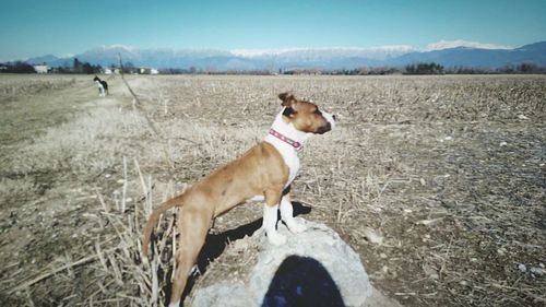 Portrait of dog on landscape against sky