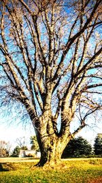 Bare tree on field against clear sky