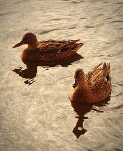 Full length of a duck swimming in lake