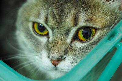Close-up portrait of cat