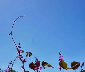 Low angle view of pink flowers against blue sky
