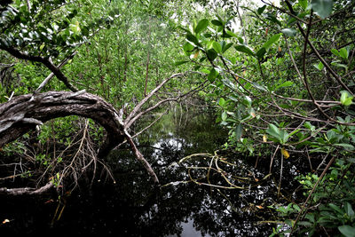 Tree in forest