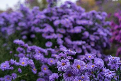 Close-up of purple lavender flowers