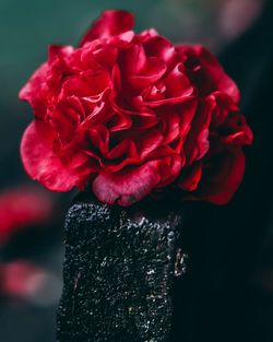 Close-up of red rose