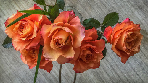 Close-up of roses blooming outdoors