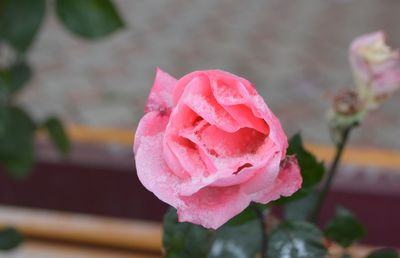 Close-up of pink rose blooming outdoors