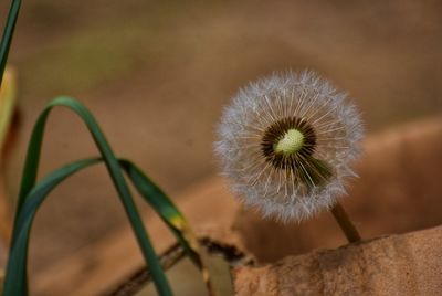 Close-up of plant