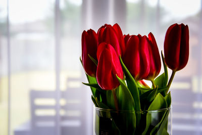 Red tulips