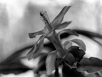 Close-up of flowering plant