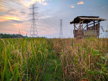 Plants growing on field against sky during sunset