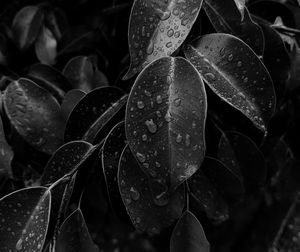 High angle view of wet plants