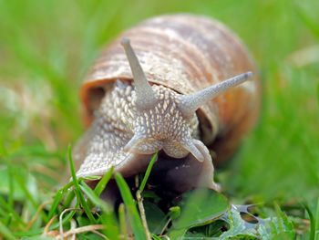 Close-up of snail on leaf