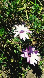 High angle view of purple flowers blooming outdoors