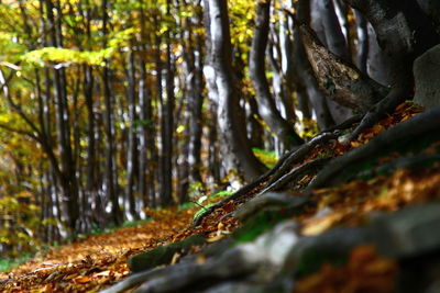 Close-up of tree trunk in forest