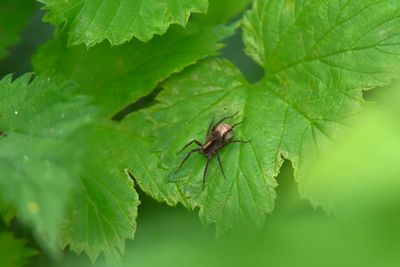 Close-up of spider on leaf