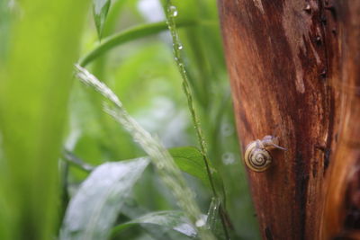 Close-up of snail crawling on bark