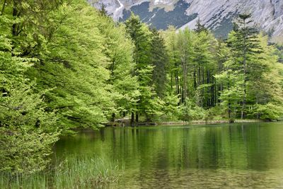 Scenic view of pine trees by lake in forest