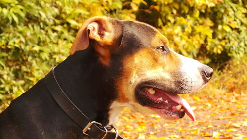 Close-up of dog sticking out tongue