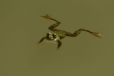 Close-up of insect on leaf