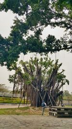 Rear view of man standing by tree against sky