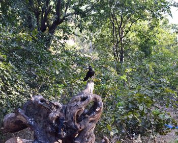 View of dead tree in forest