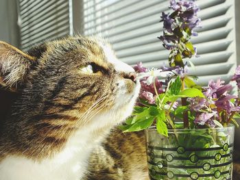 Close-up of cat smelling flowers in vase