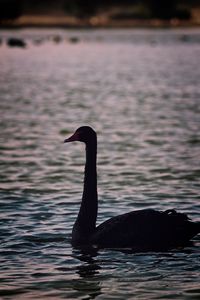 Duck swimming in lake