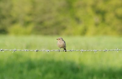 Bird perching on grass