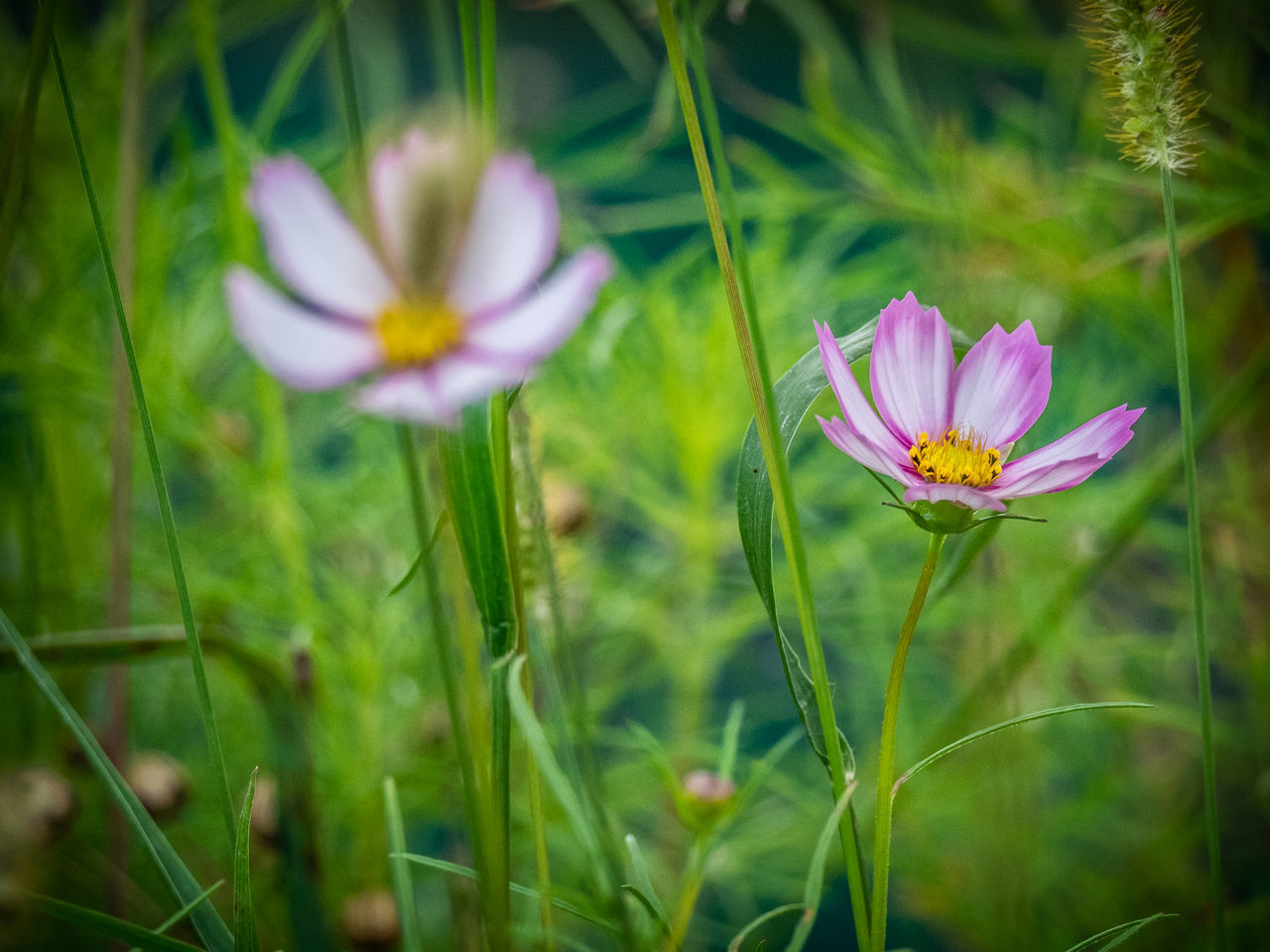 CLOSE-UP OF PURPLE CROCUS FLOWER