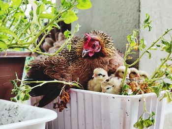 View of birds in potted plants