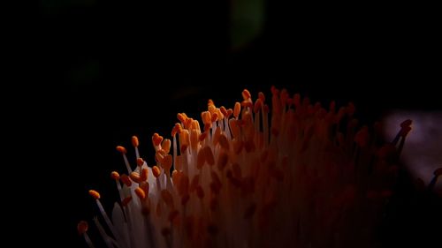Close-up of flower over black background