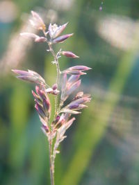 Close-up of pink flower