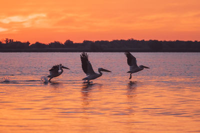 Birds flying over lake against sky during sunset