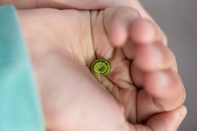 Close-up of hand holding larva