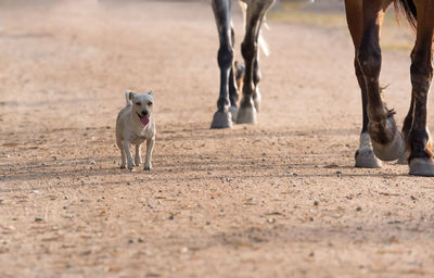 Low section of horses by dog on field