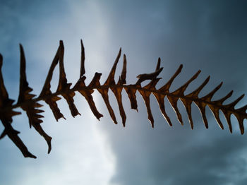 Low angle view of barbed wire against sky