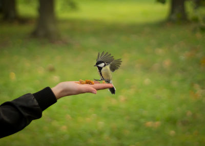 Cropped image of person feeding great tit in backyard