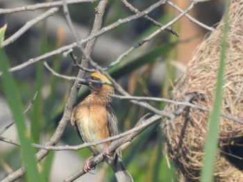 Close-up of bird perching on branch
